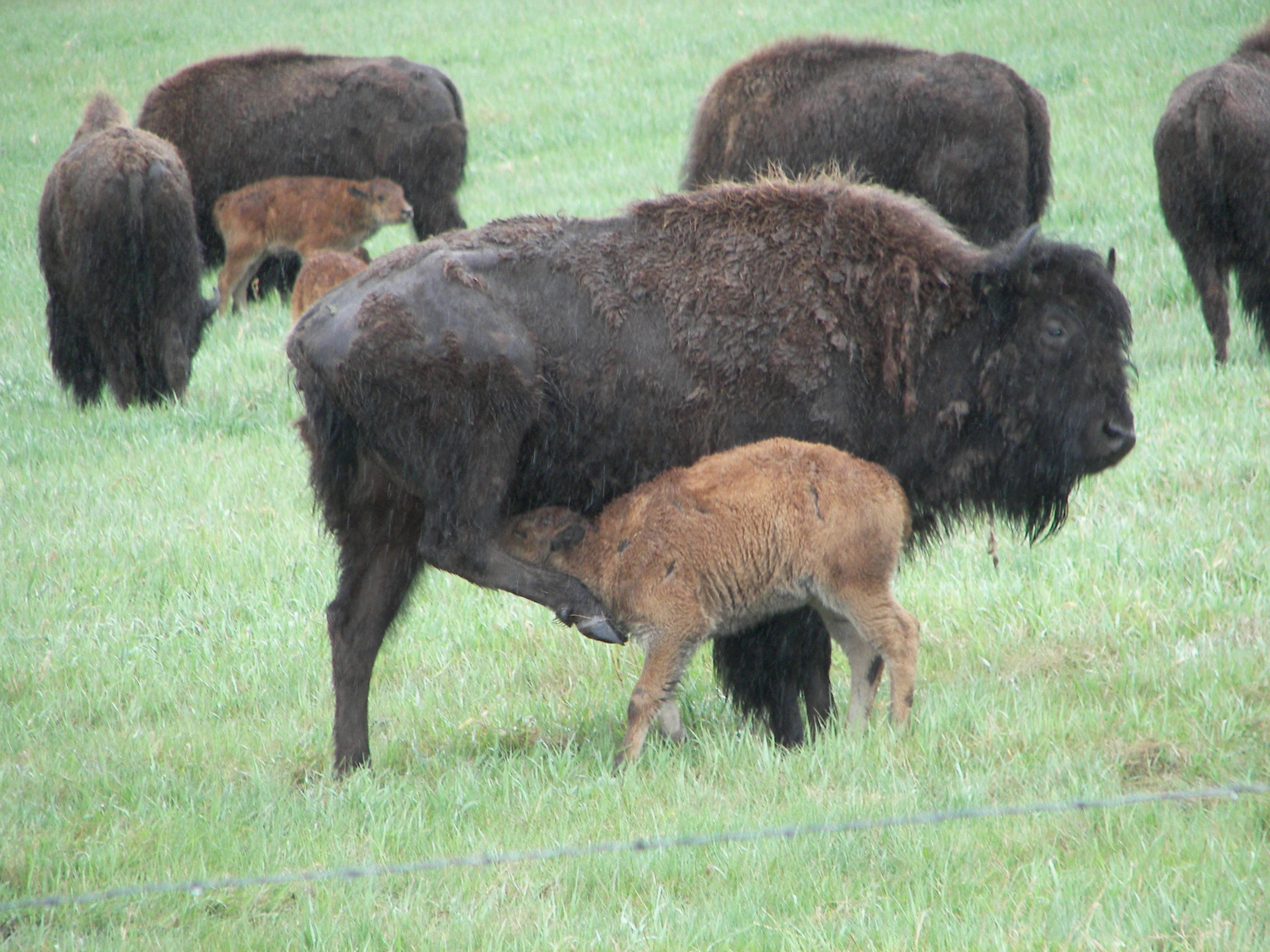 buffalo may 2012